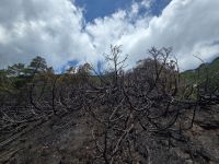 2026-07-16_waldbrand_wildermieming_12